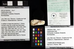 Foto (Objket + Etiketten) von Galatheoidea indet. 